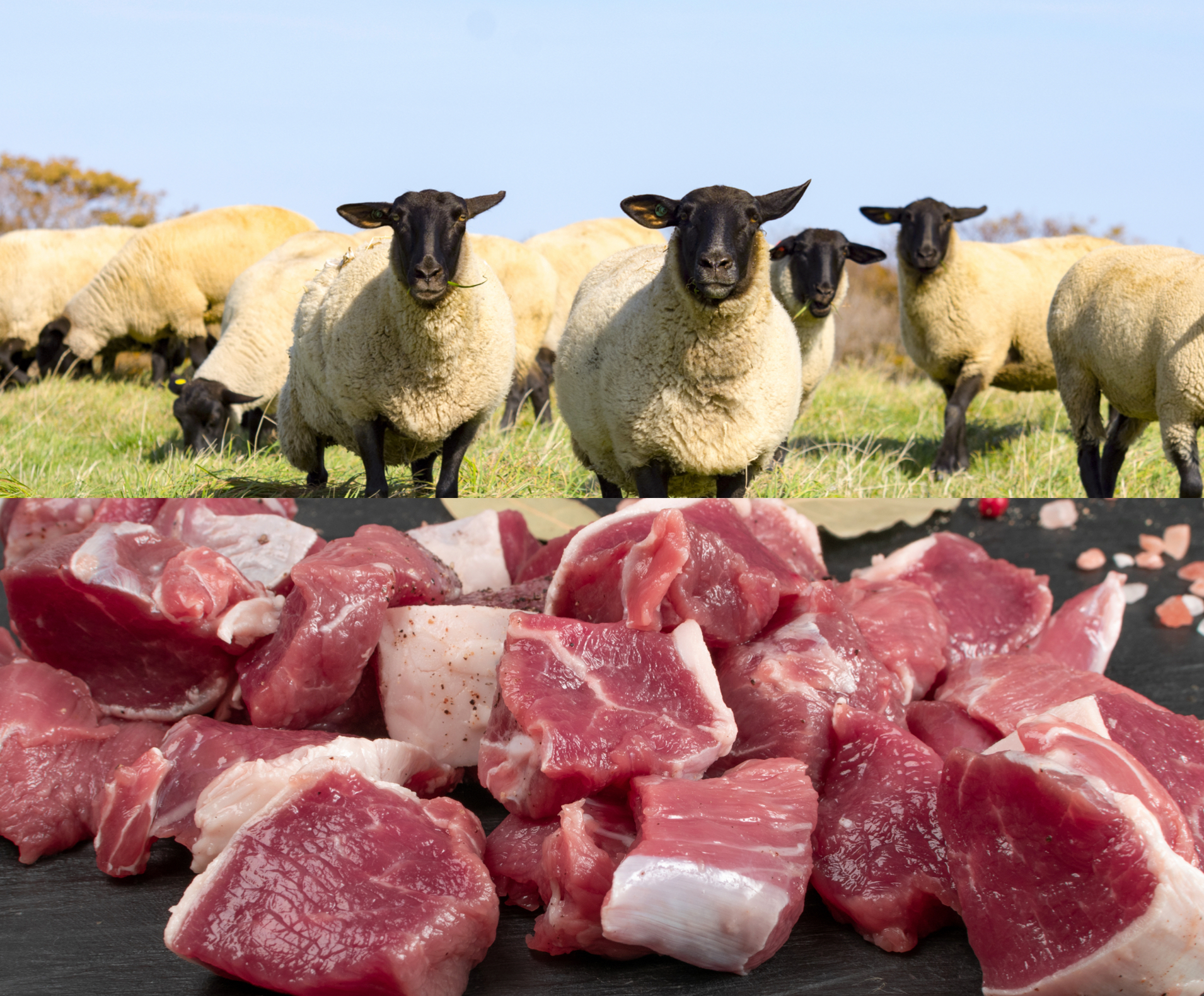 生後１年未満の仔羊と最高級羊肉 士別サフォークラム